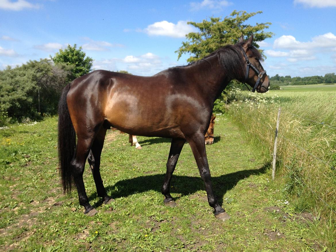 Traver Join The Dream billede 8