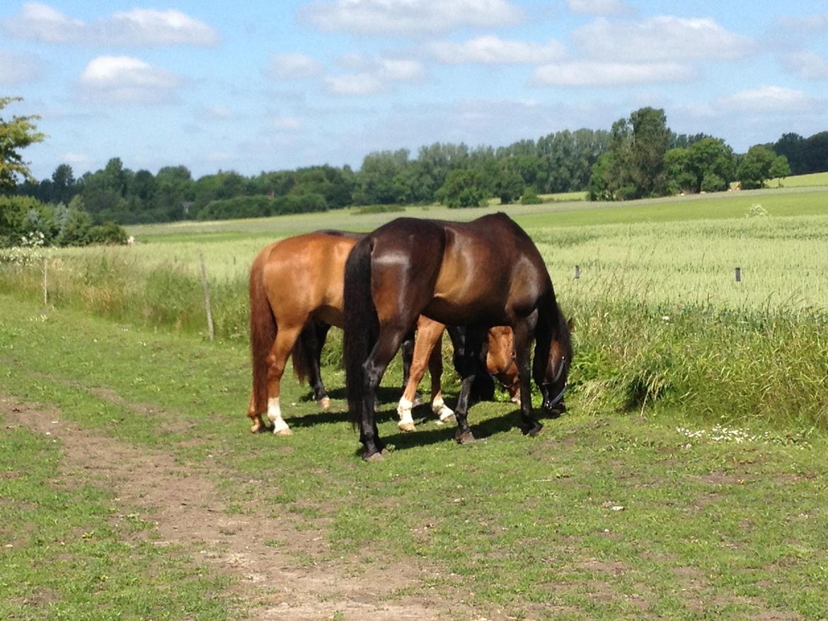 Traver Join The Dream billede 10