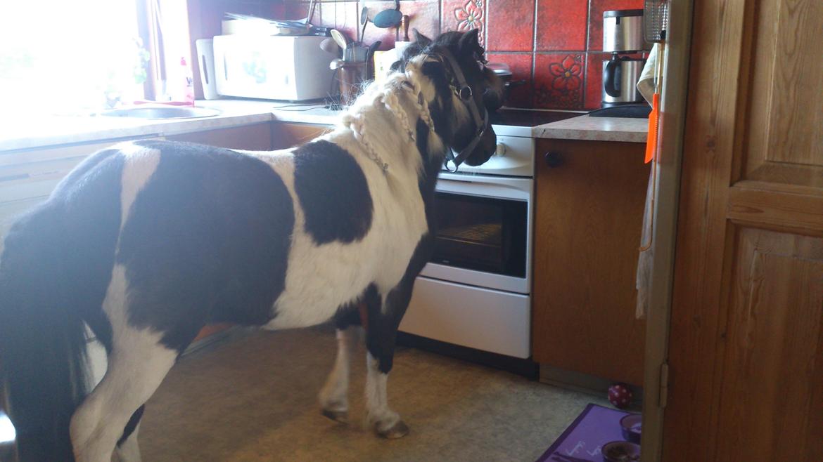 Anden særlig race Shetter *Fernando* billede 20