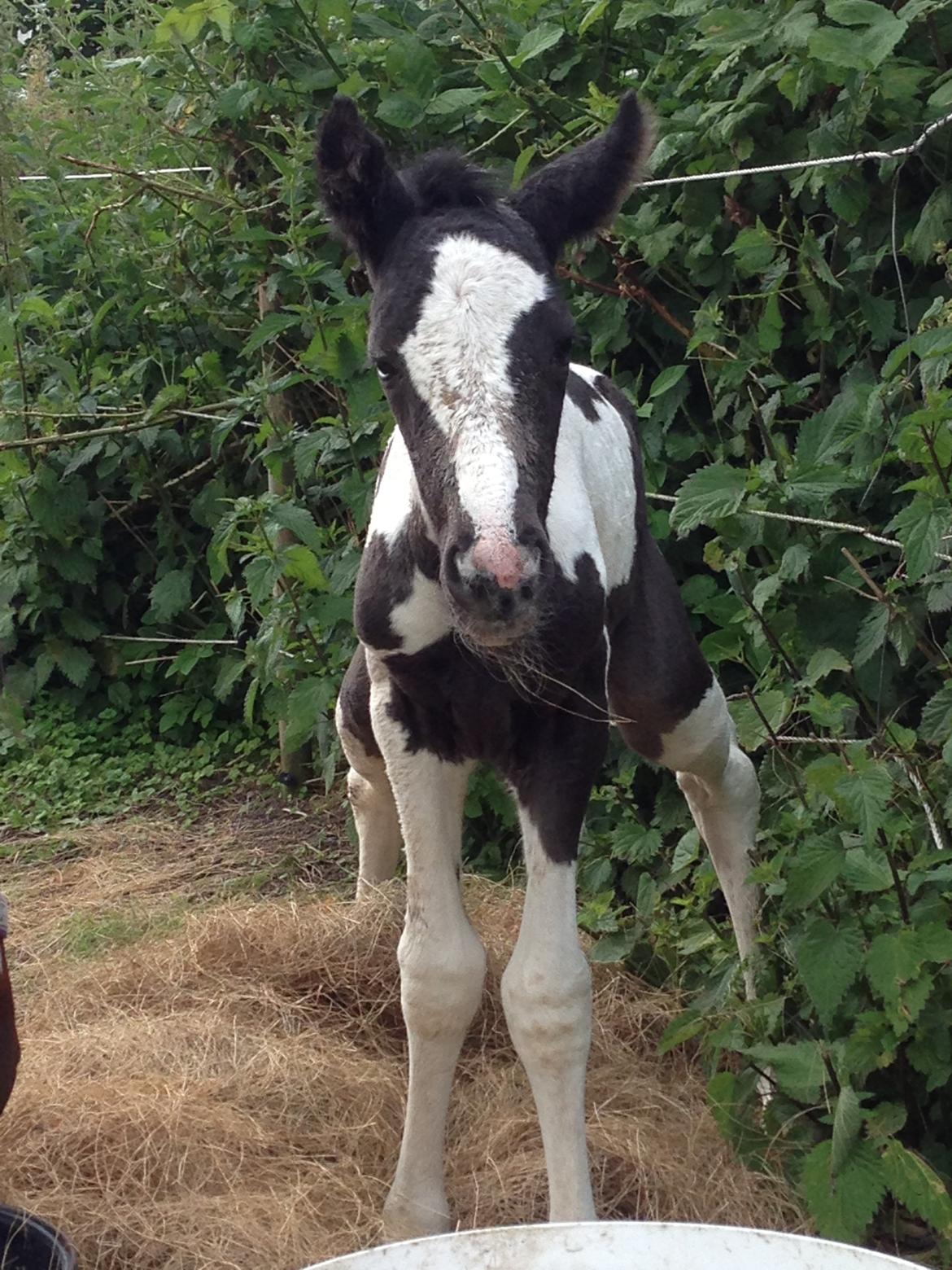 Pinto Lubjiana billede 9