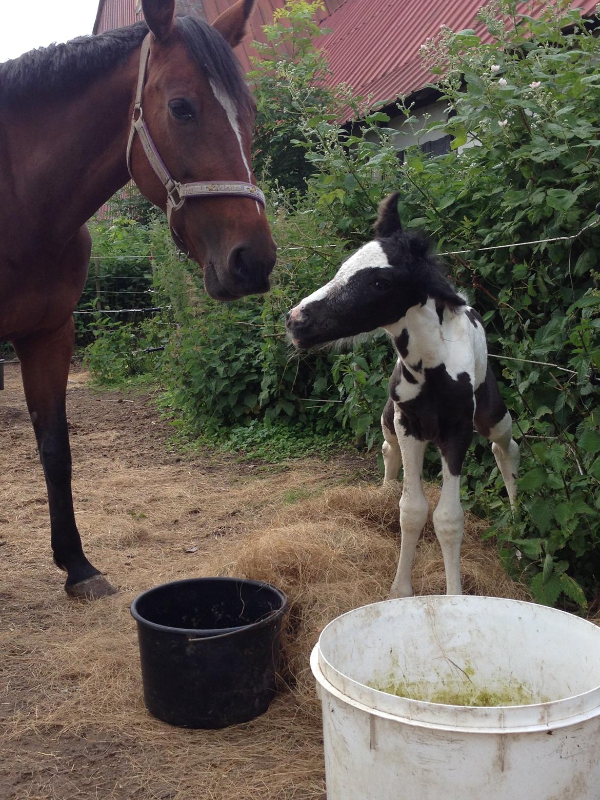 Pinto Lubjiana billede 10