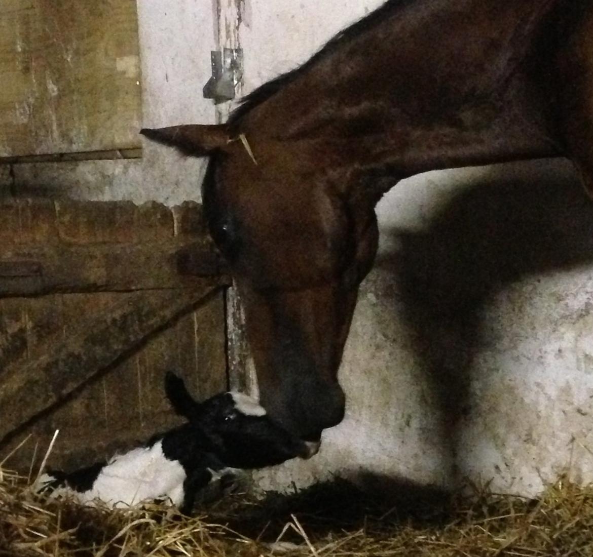 Pinto Lubjiana billede 11