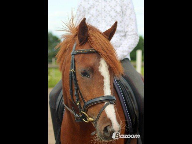 Tysk Sportspony Kuli´s Andromeda - kønt hovede der billede 1