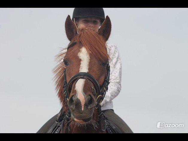 Tysk Sportspony Kuli´s Andromeda - vores søde pige billede 3