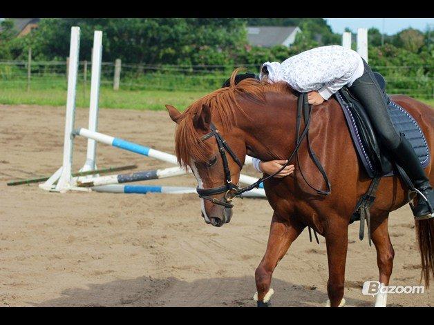 Tysk Sportspony Kuli´s Andromeda - verdens sødeste Andromeda billede 4