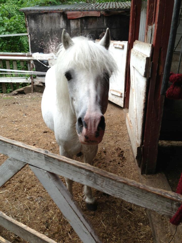 Welsh Partbred (Sec F) Harald Sir Bell - Min dreng er lidt nysgerrige <3  billede 18