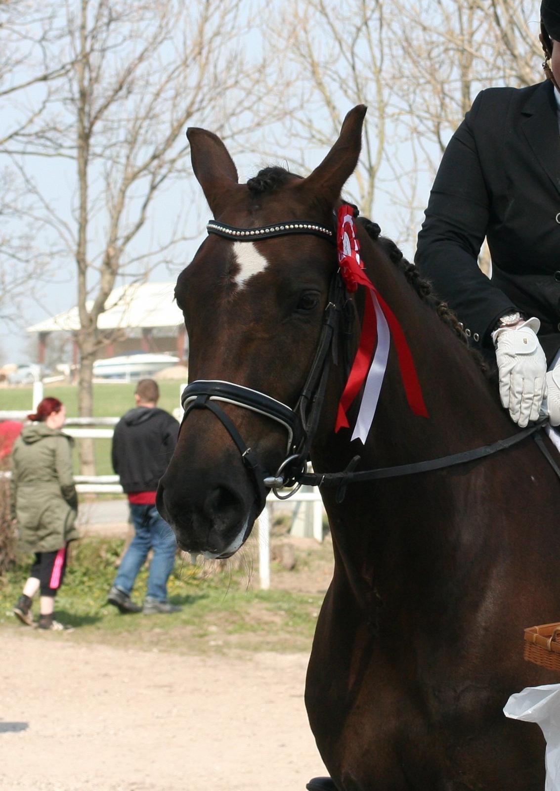 Dansk Varmblod Enghavens Fiona - Kildebrønde  billede 18