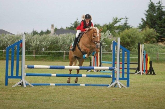 Haflinger Angelique<3 billede 2