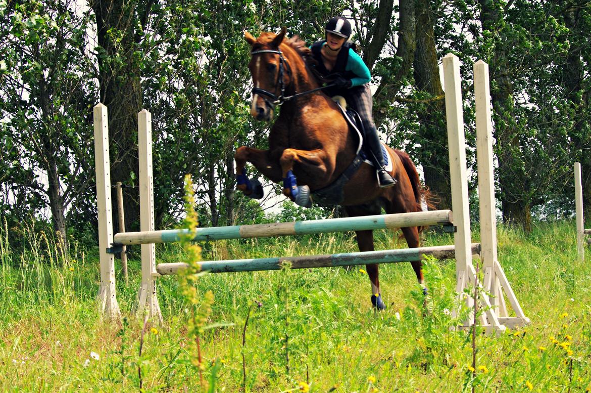 Anden særlig race Kosmo - Du er så dygtig min skat <3 billede 11