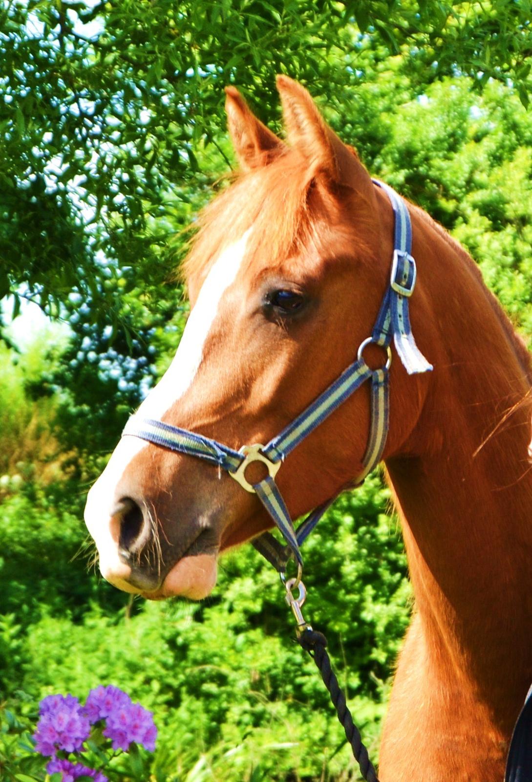 Anden særlig race Havens Astian - Velkommen til Astian´s profil :-) billede 1