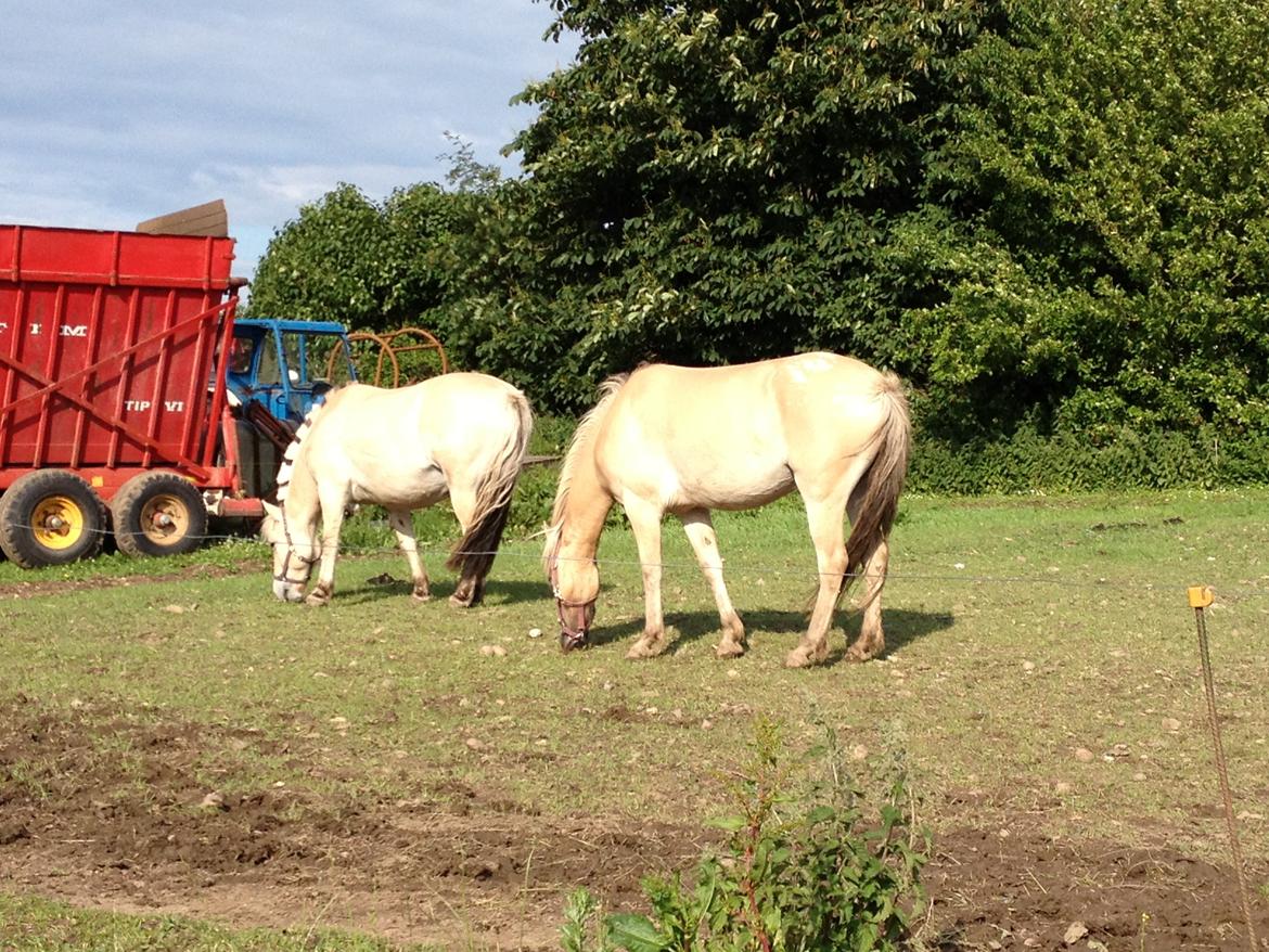 Anden særlig race Dunkans Galina<3 solgt billede 8