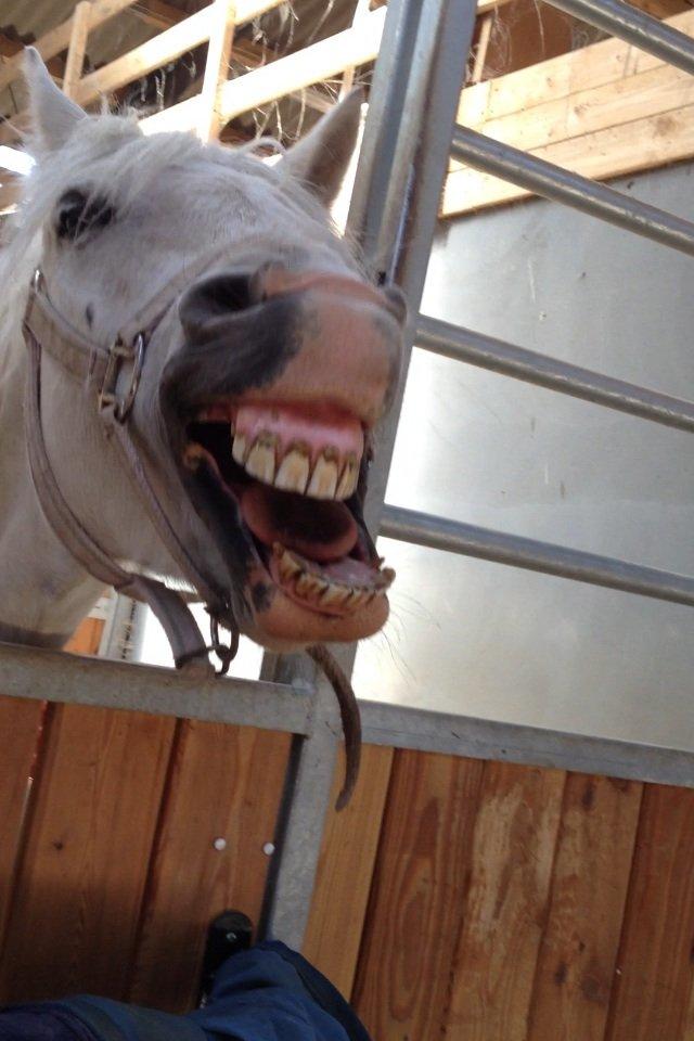 Welsh Pony (sec B) Diablo billede 3