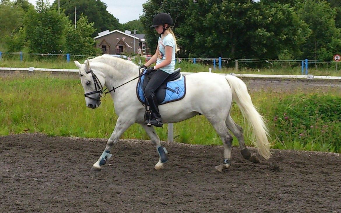 Welsh Pony (sec B) Diablo billede 4