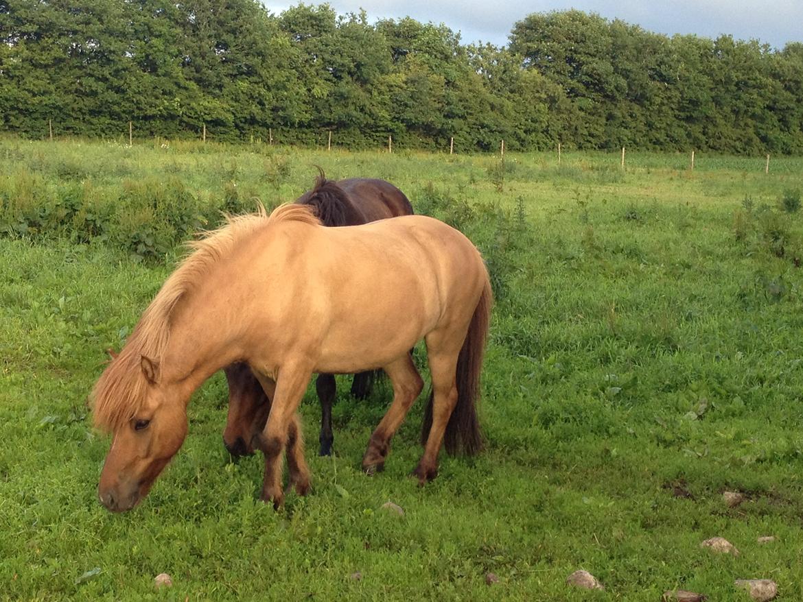 Islænder Baldur billede 17