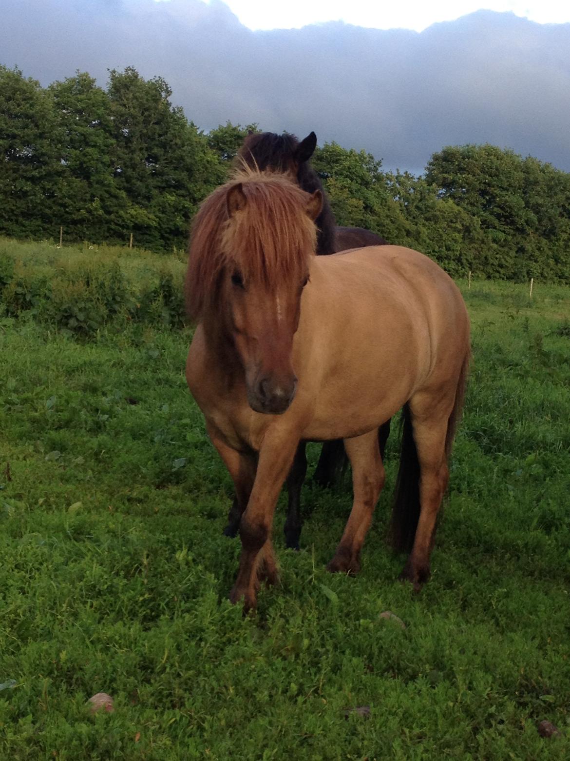 Islænder Baldur billede 18