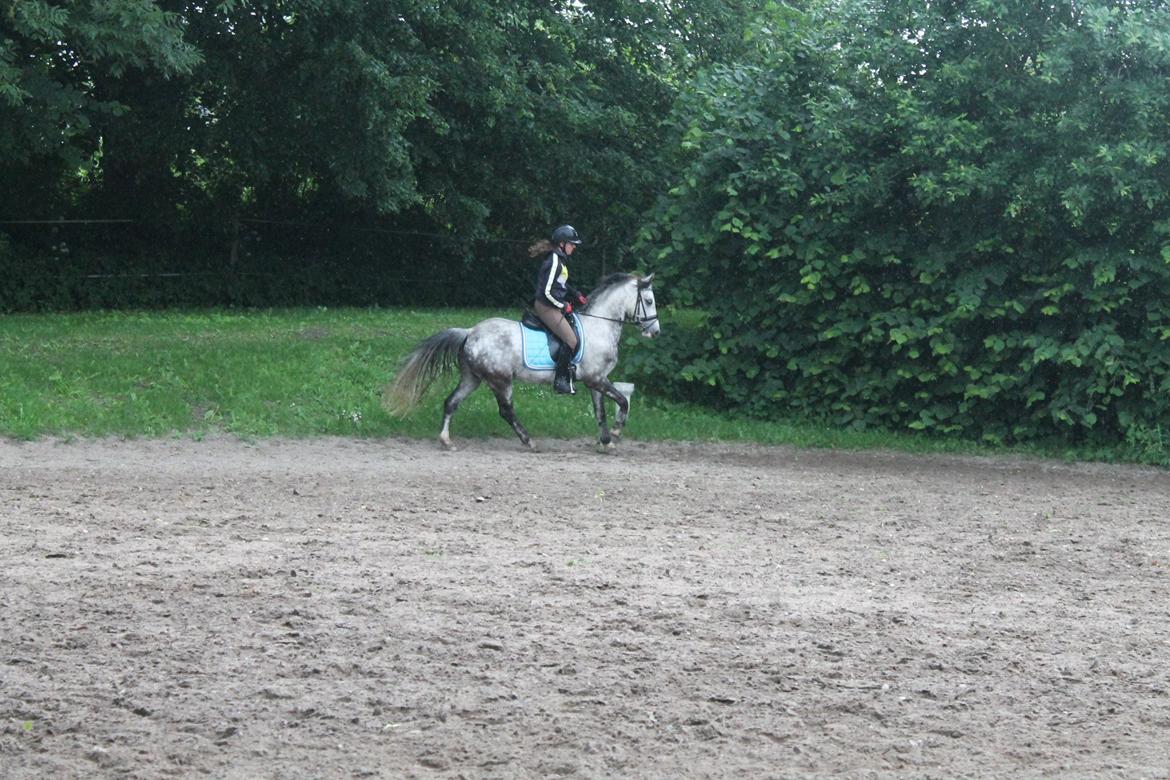 Anden særlig race Armani - B-pony - „Hvis du ikke kender ordet retfærdighed, kan du aldrig vinde med værdighed.“ billede 13