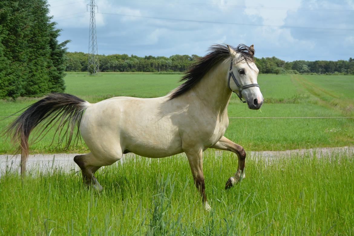 DSP Lykkebo Comet - 25.06.13 billede 3