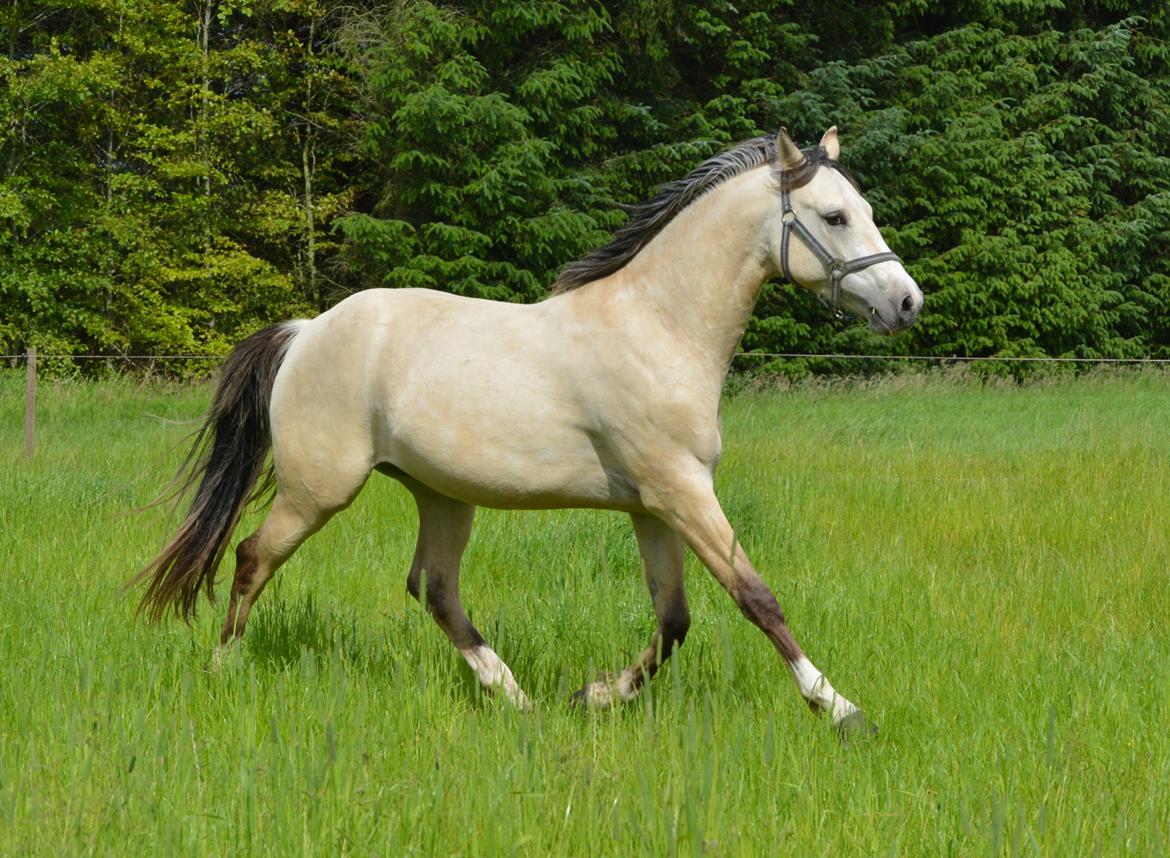 DSP Lykkebo Comet - 25.06.13 billede 2