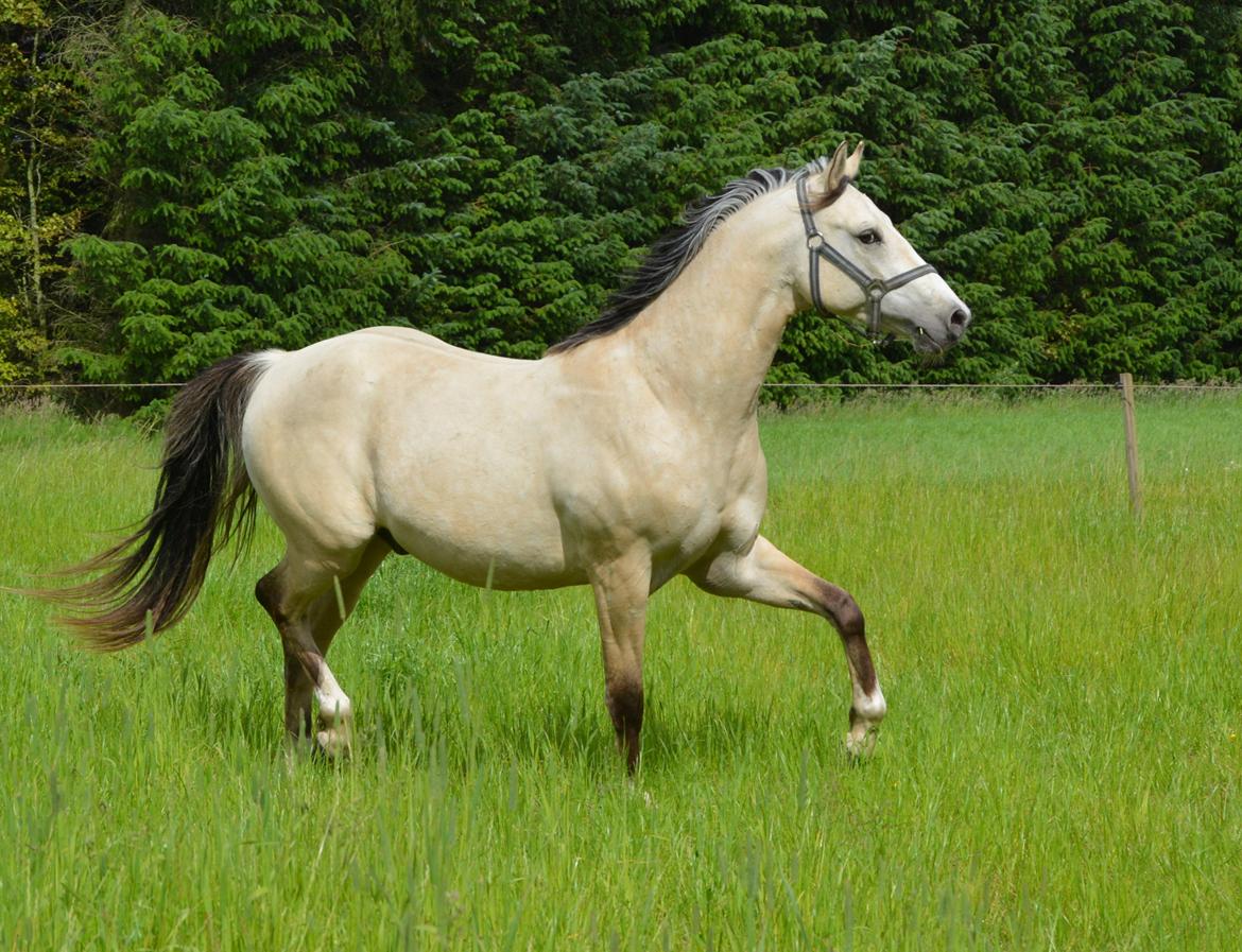 DSP Lykkebo Comet - 25.06.13 billede 1