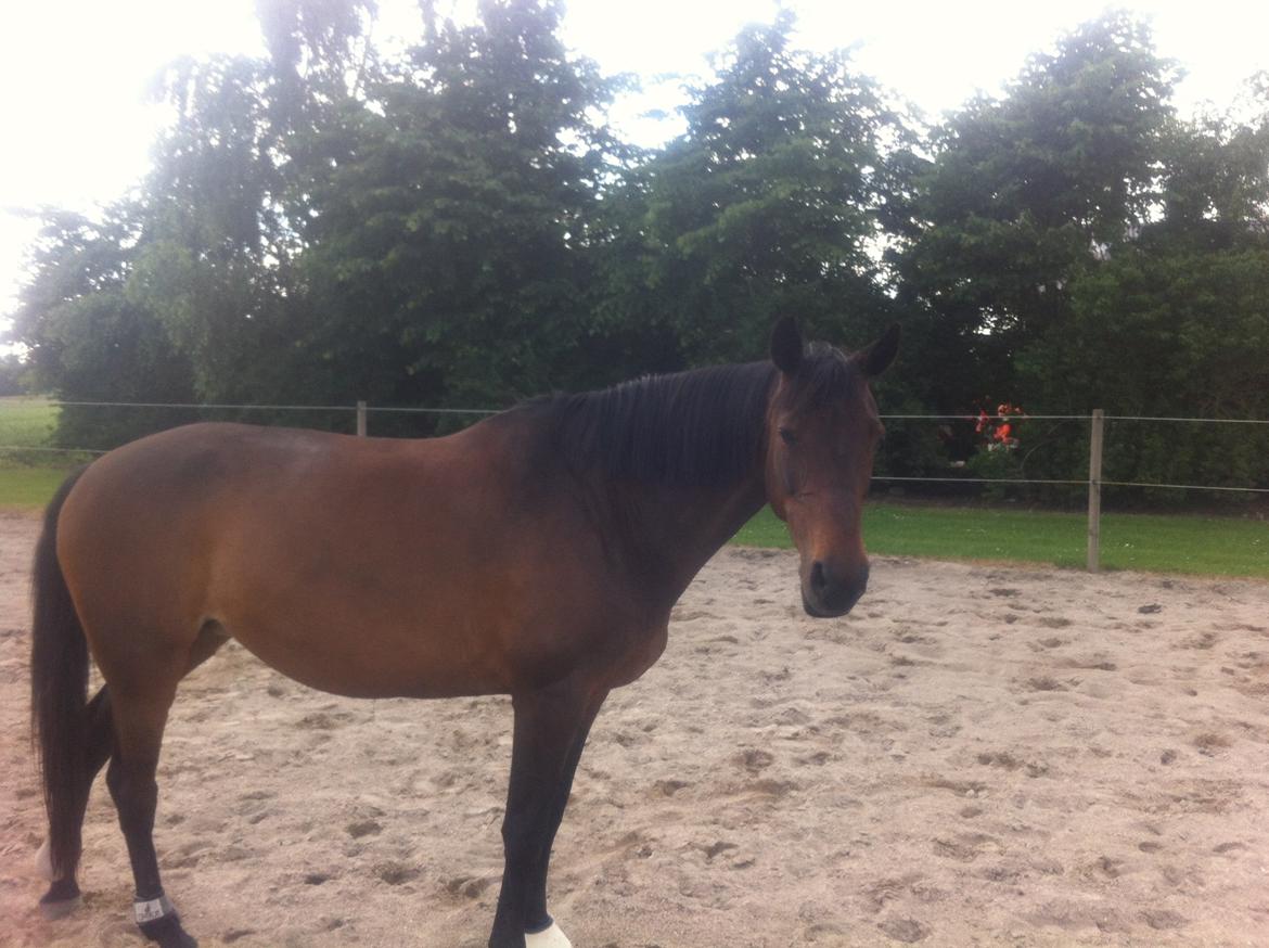 Dansk Varmblod Khandis billede 13