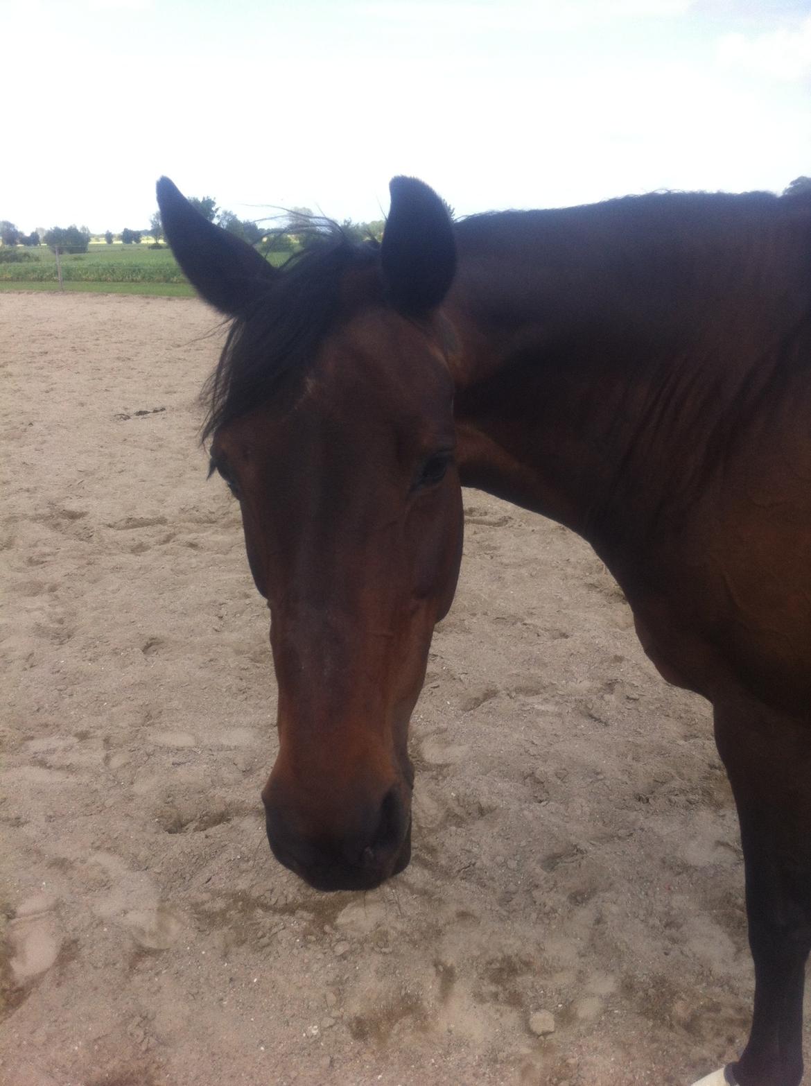 Dansk Varmblod Khandis billede 15