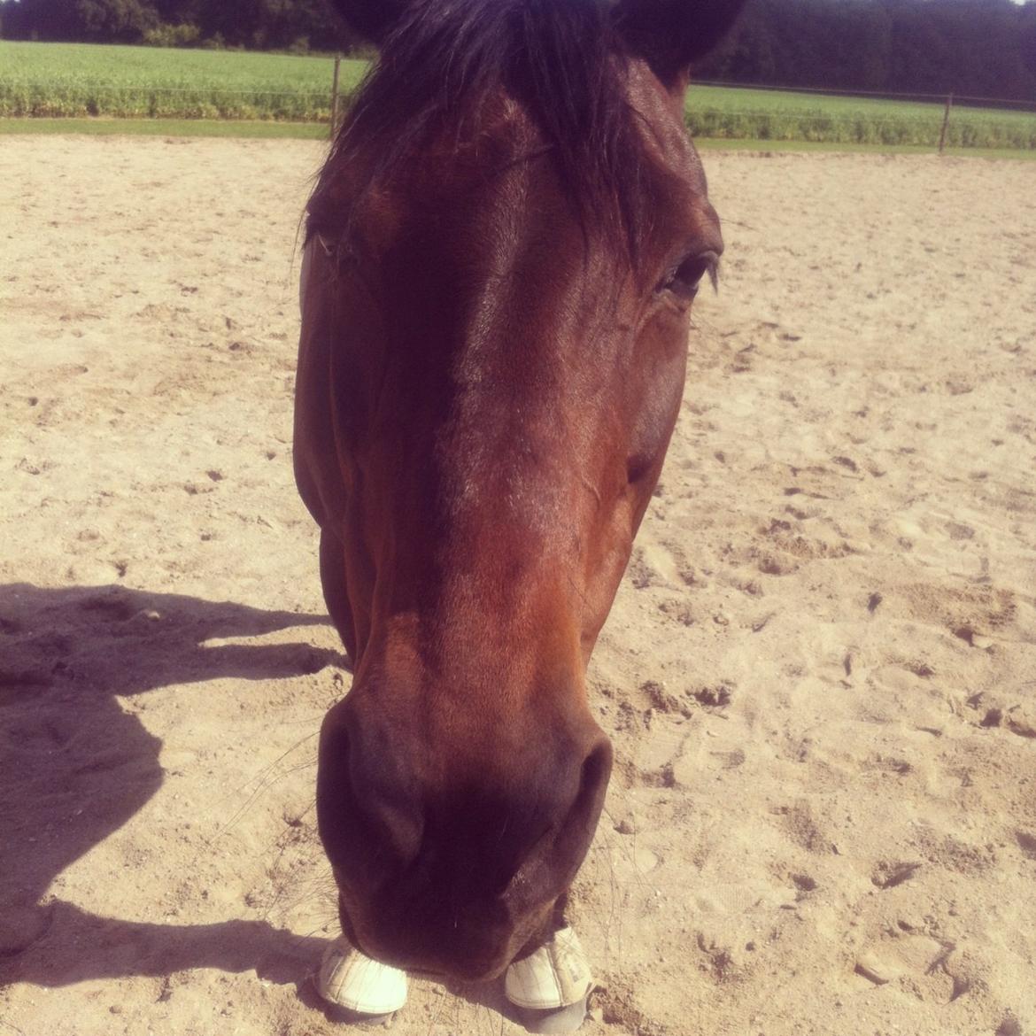 Dansk Varmblod Khandis billede 16