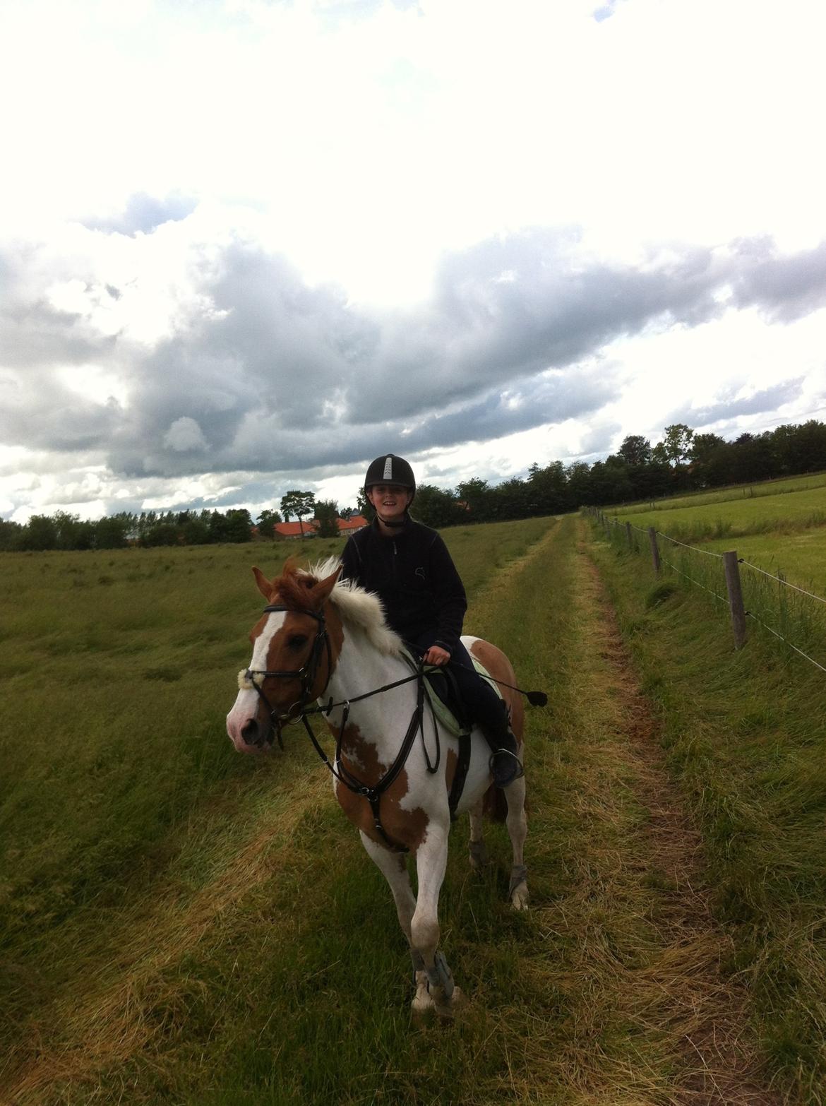 Hollandsk Sportspony Pablo P. billede 8