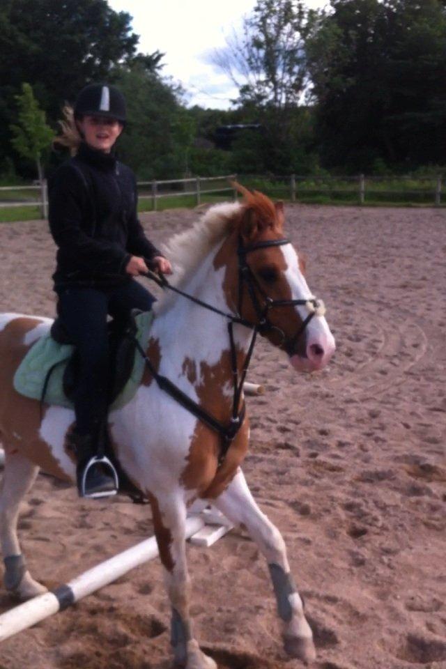 Hollandsk Sportspony Pablo P. billede 2