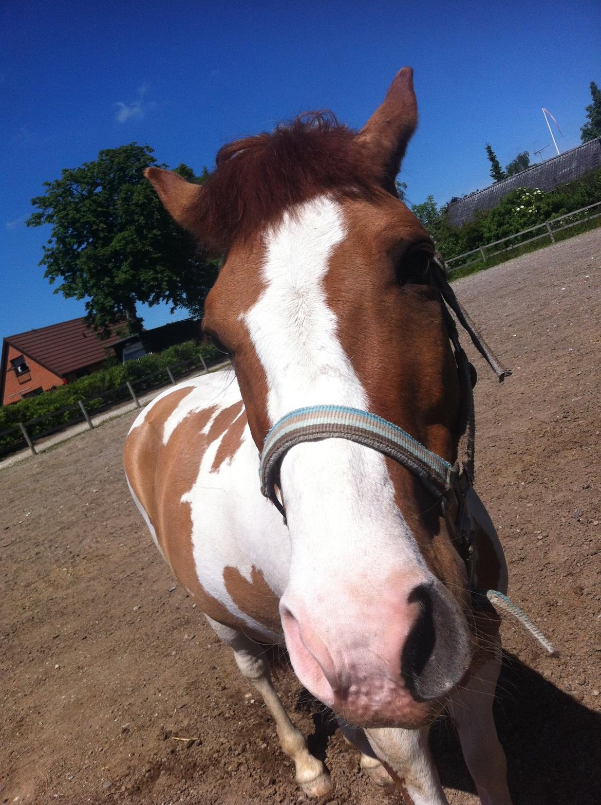 Hollandsk Sportspony Pablo P. billede 4