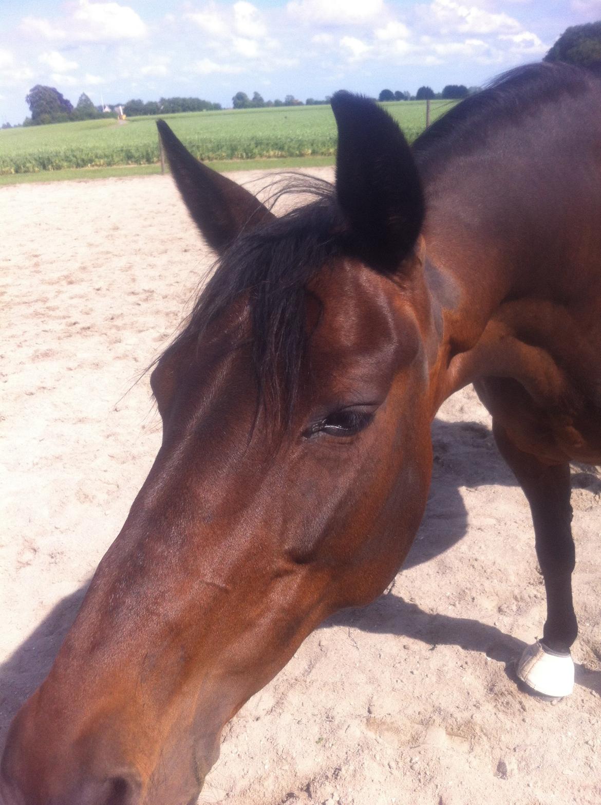 Dansk Varmblod Khandis billede 17