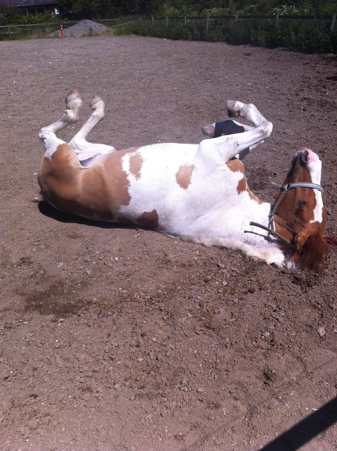 Hollandsk Sportspony Pablo P. billede 5