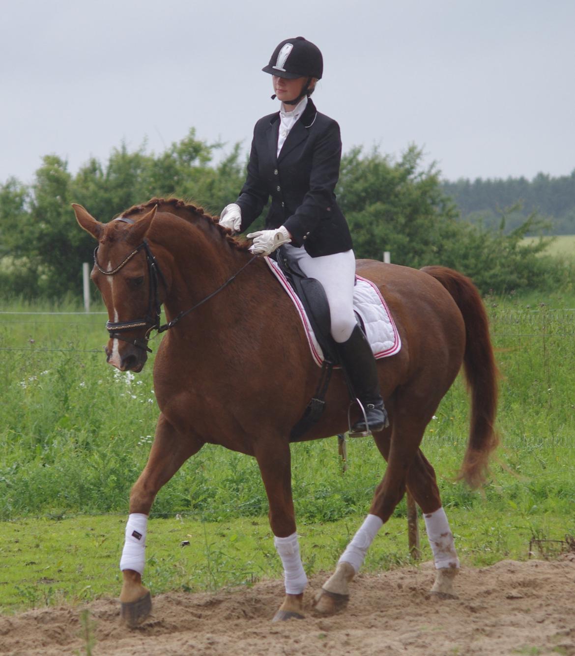 Anden særlig race Kosmo - i stævne outfit <3 billede 13