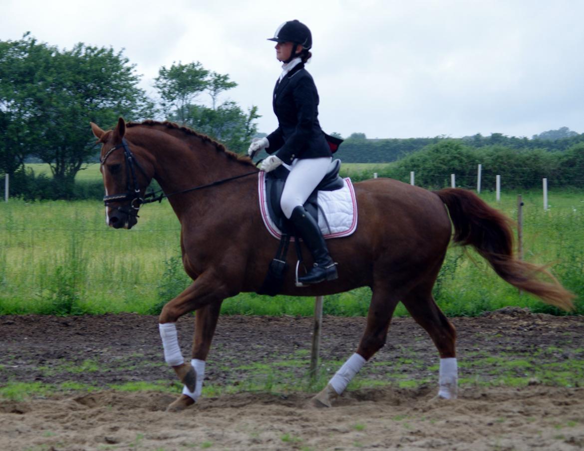 Anden særlig race Kosmo billede 14