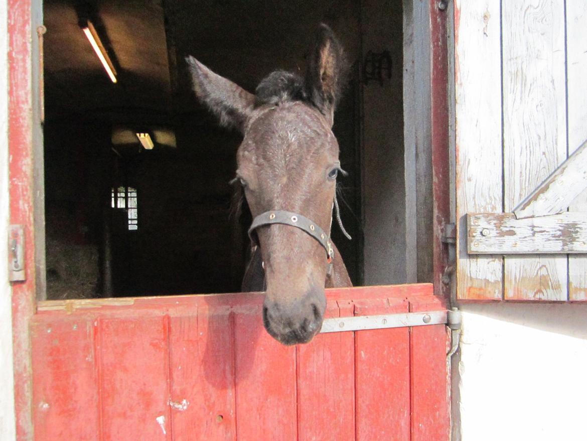 Oldenborg Grønbæks Dion billede 1