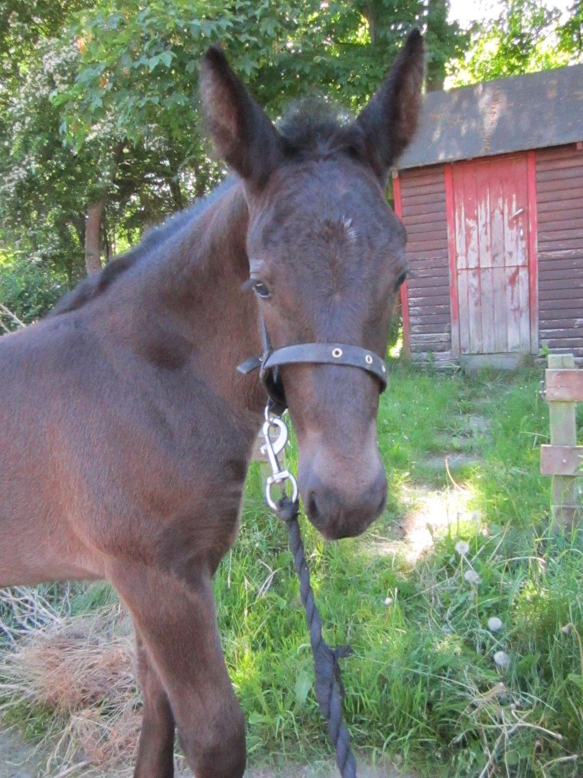 Oldenborg Grønbæks Dion billede 3