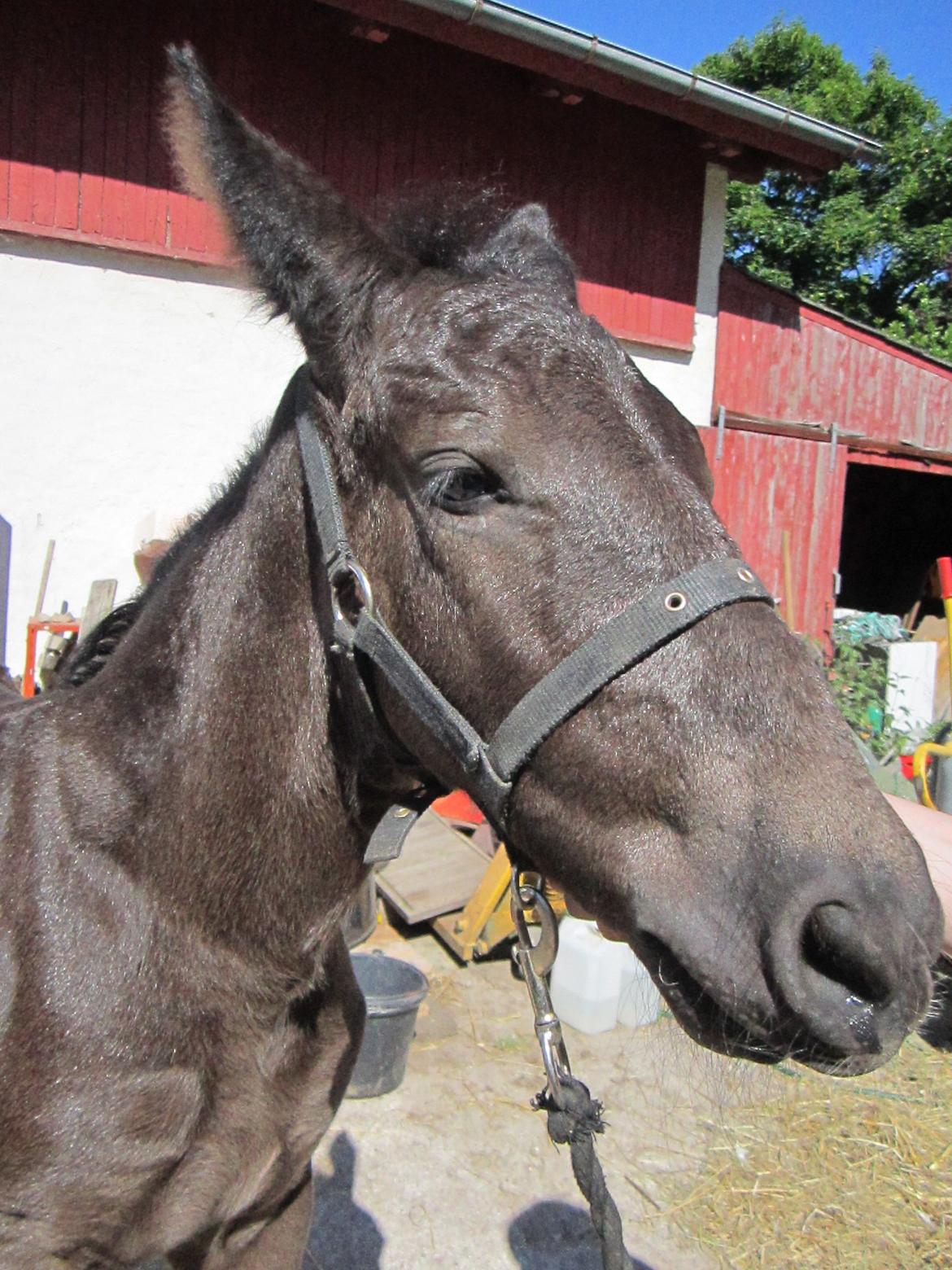 Oldenborg Grønbæks Dion billede 4