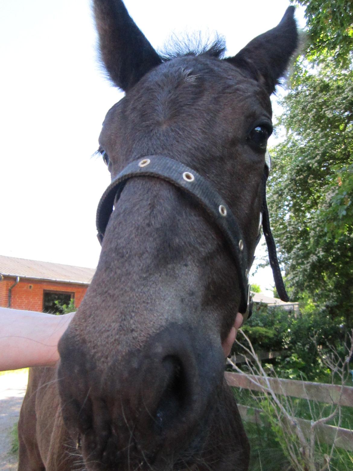 Oldenborg Grønbæks Dion billede 5
