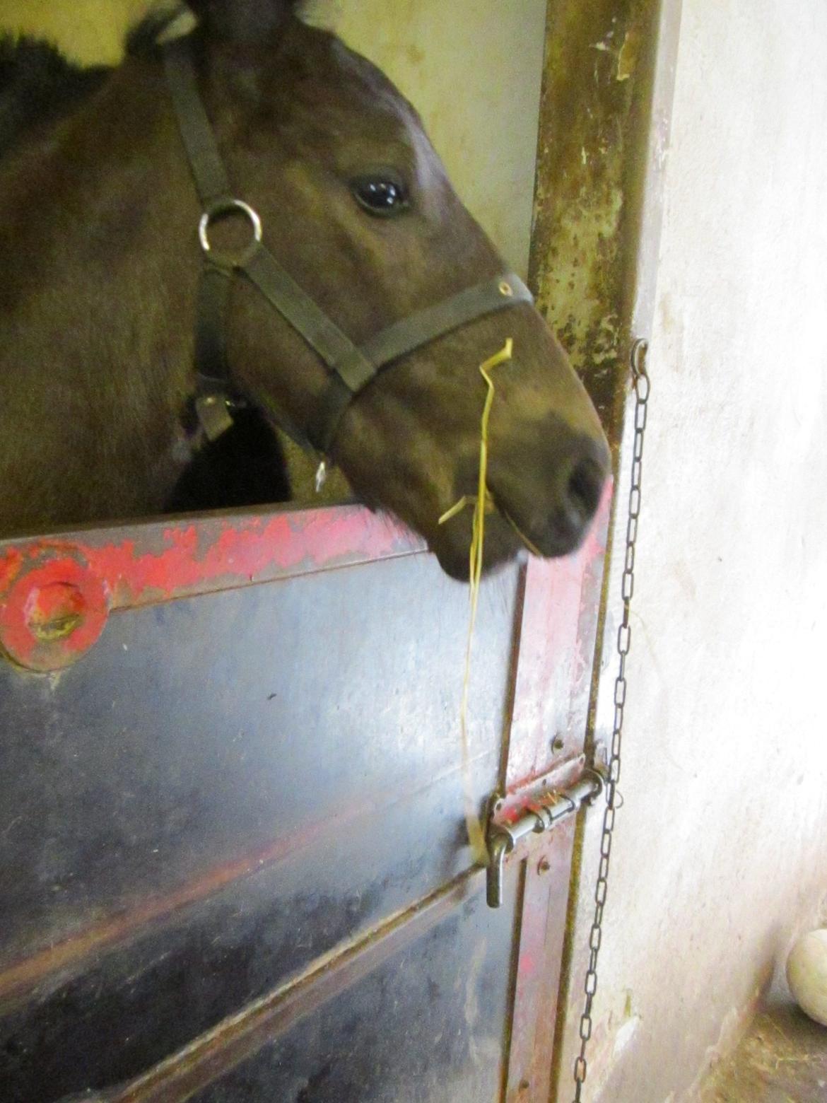 Oldenborg Grønbæks Dion billede 6