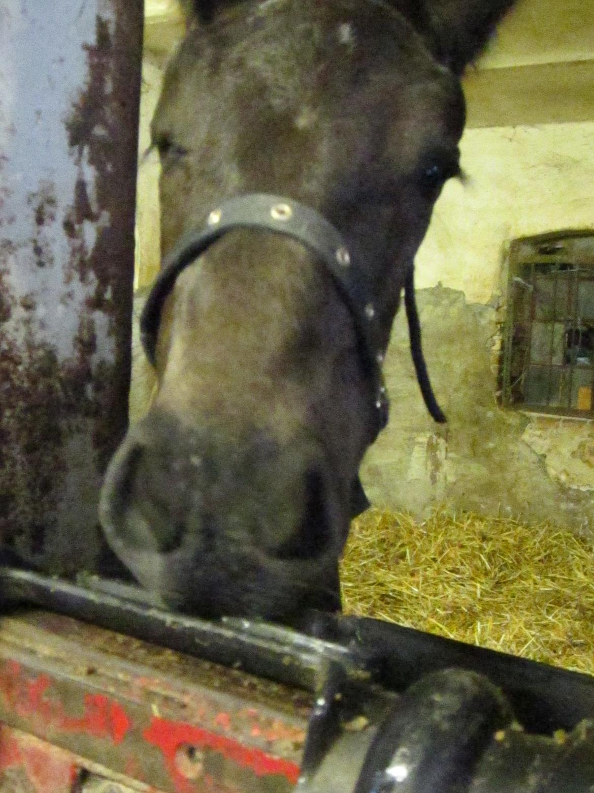 Oldenborg Grønbæks Dion billede 14