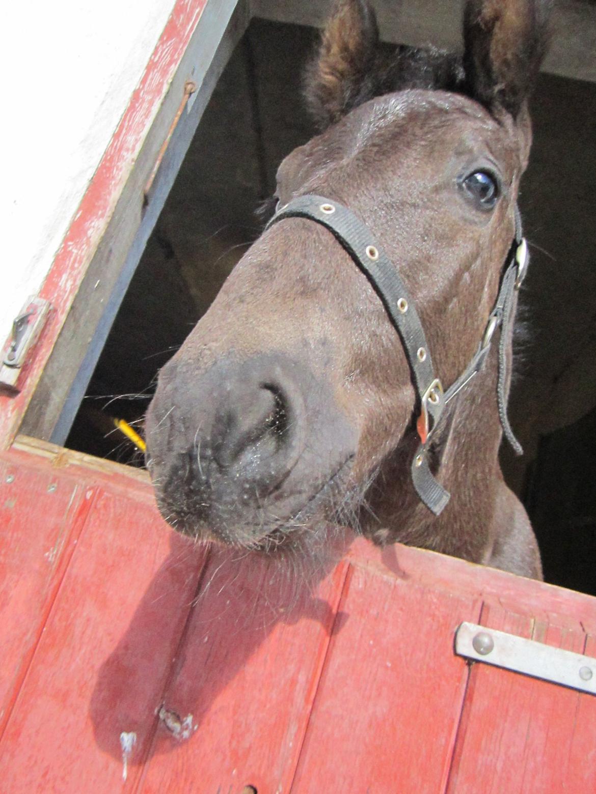 Oldenborg Grønbæks Dion billede 2