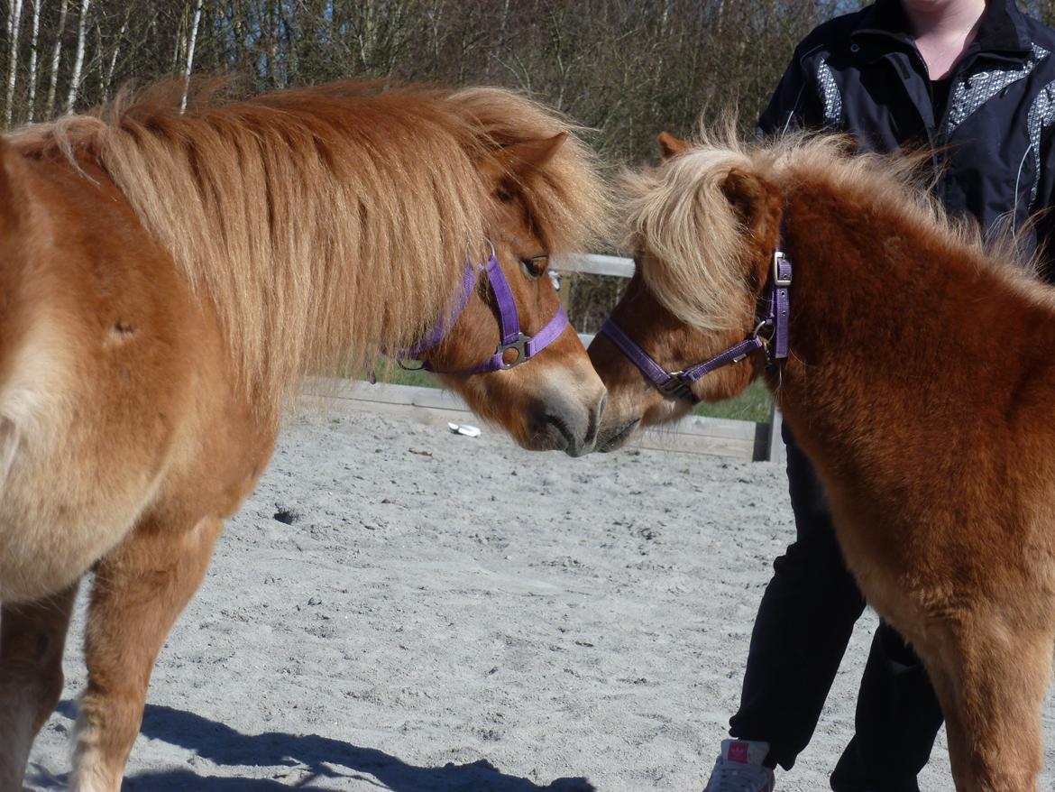 Shetlænder Bailey - de var ret fascineret af hinanden. Nok pga. farven ^^ billede 3