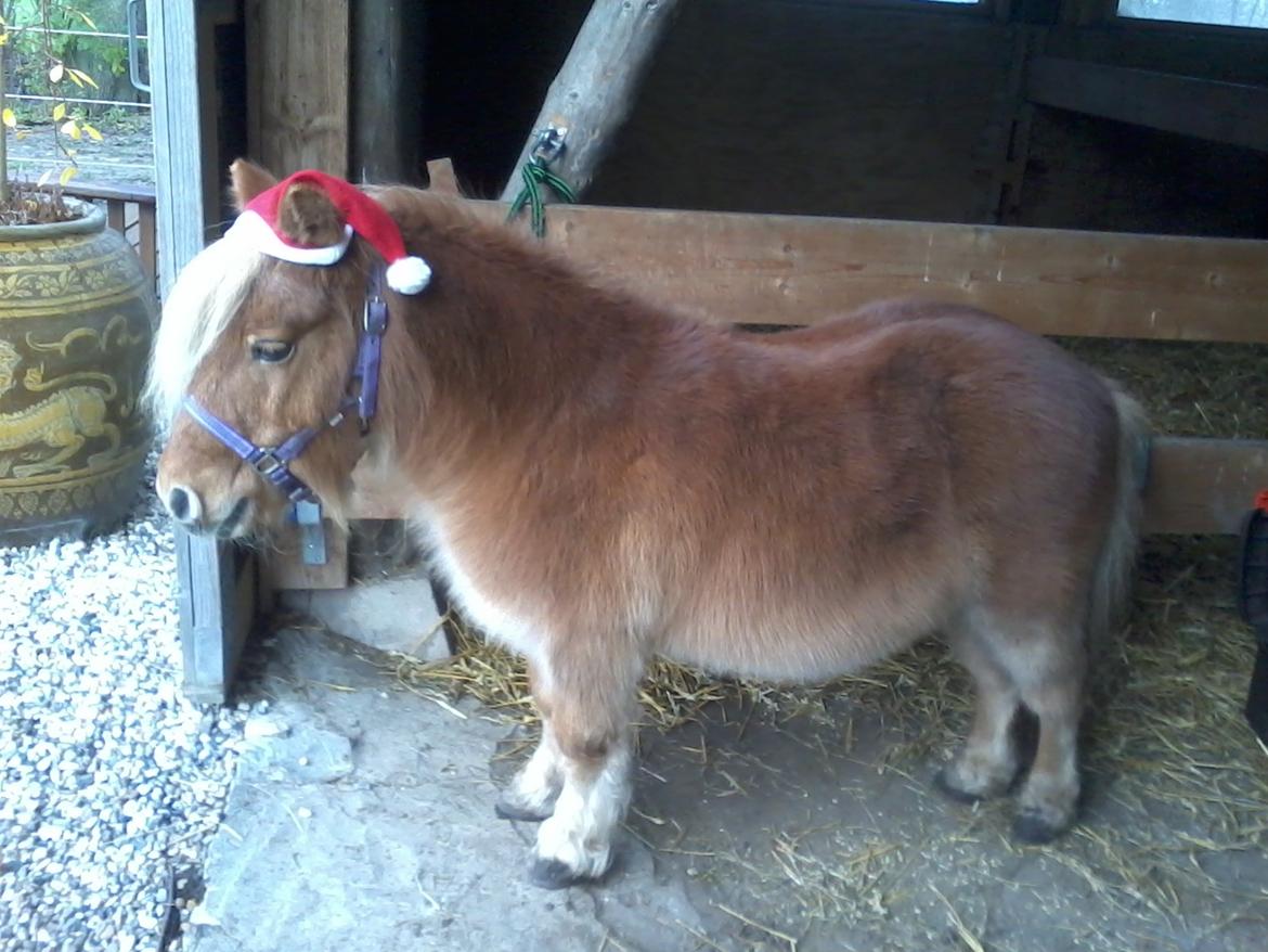 Shetlænder Bailey - jul 2012/2013 billede 8