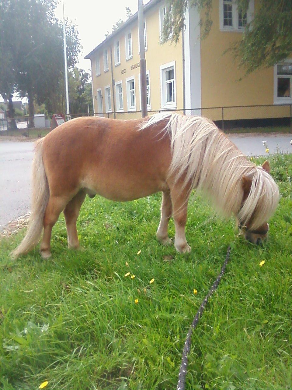 Shetlænder Bailey - lige da jeg havde fået part på ham. Stort set ingen muskler :) og lidt flommet :D billede 10