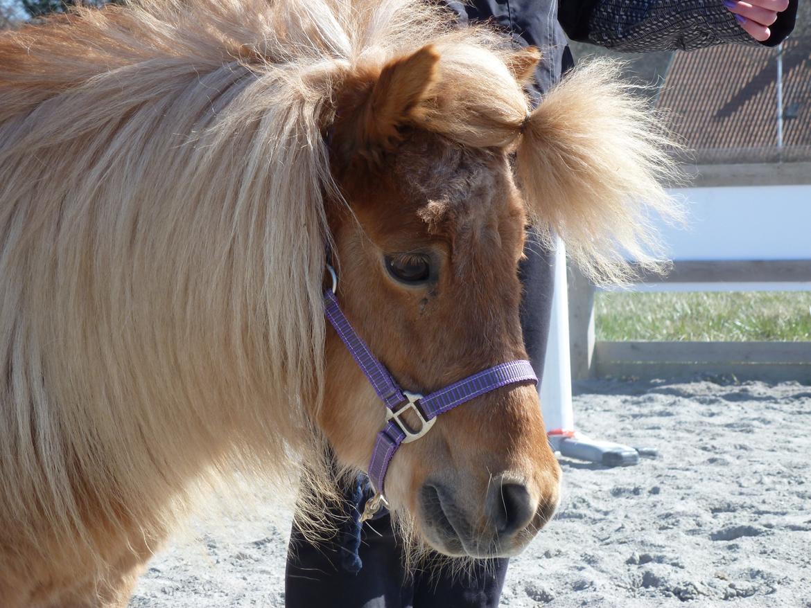 Shetlænder Bailey - fremhæver han fine lille hoved :) billede 6