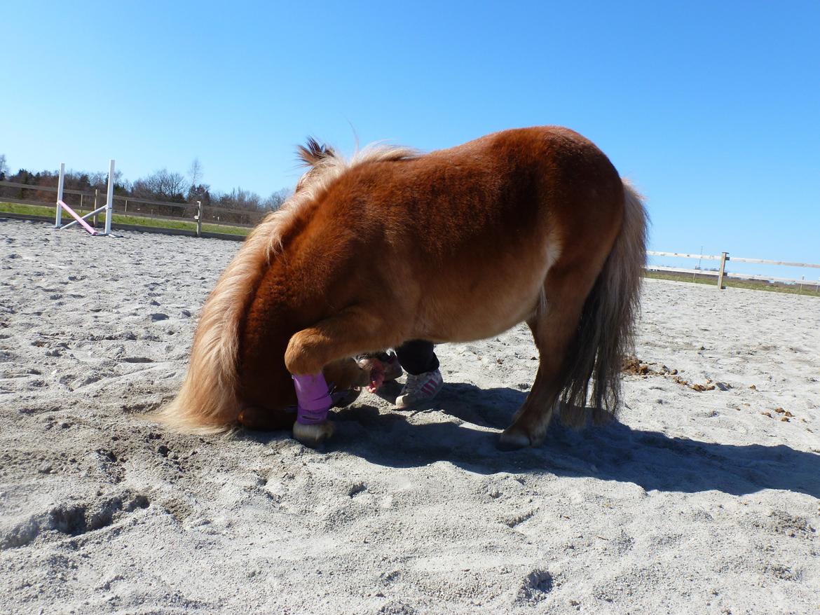 Shetlænder Bailey billede 7