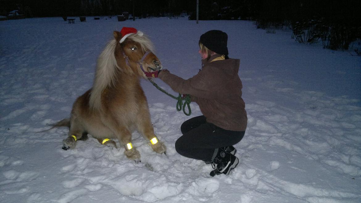 Shetlænder Bailey - et af de få tricks han kan :D billede 11