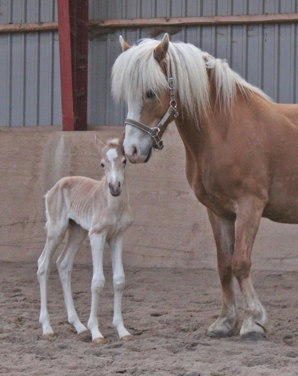 Tyroler Haflinger Watson af Elghuset (Solgt) - Her få timer gammel sammen med sin dejlige mor billede 19