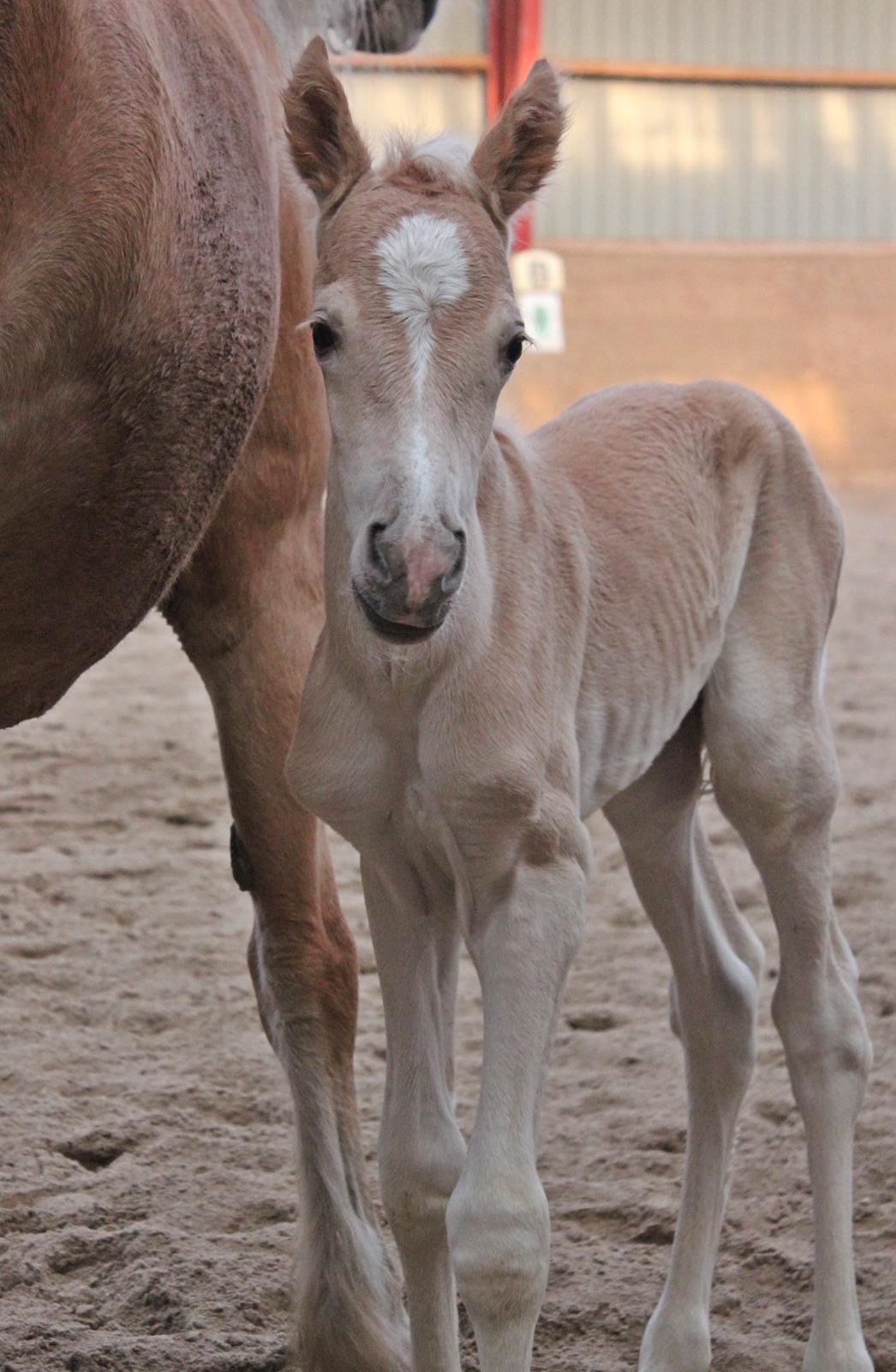 Tyroler Haflinger Watson af Elghuset (Solgt) - Her få timer gammel billede 20