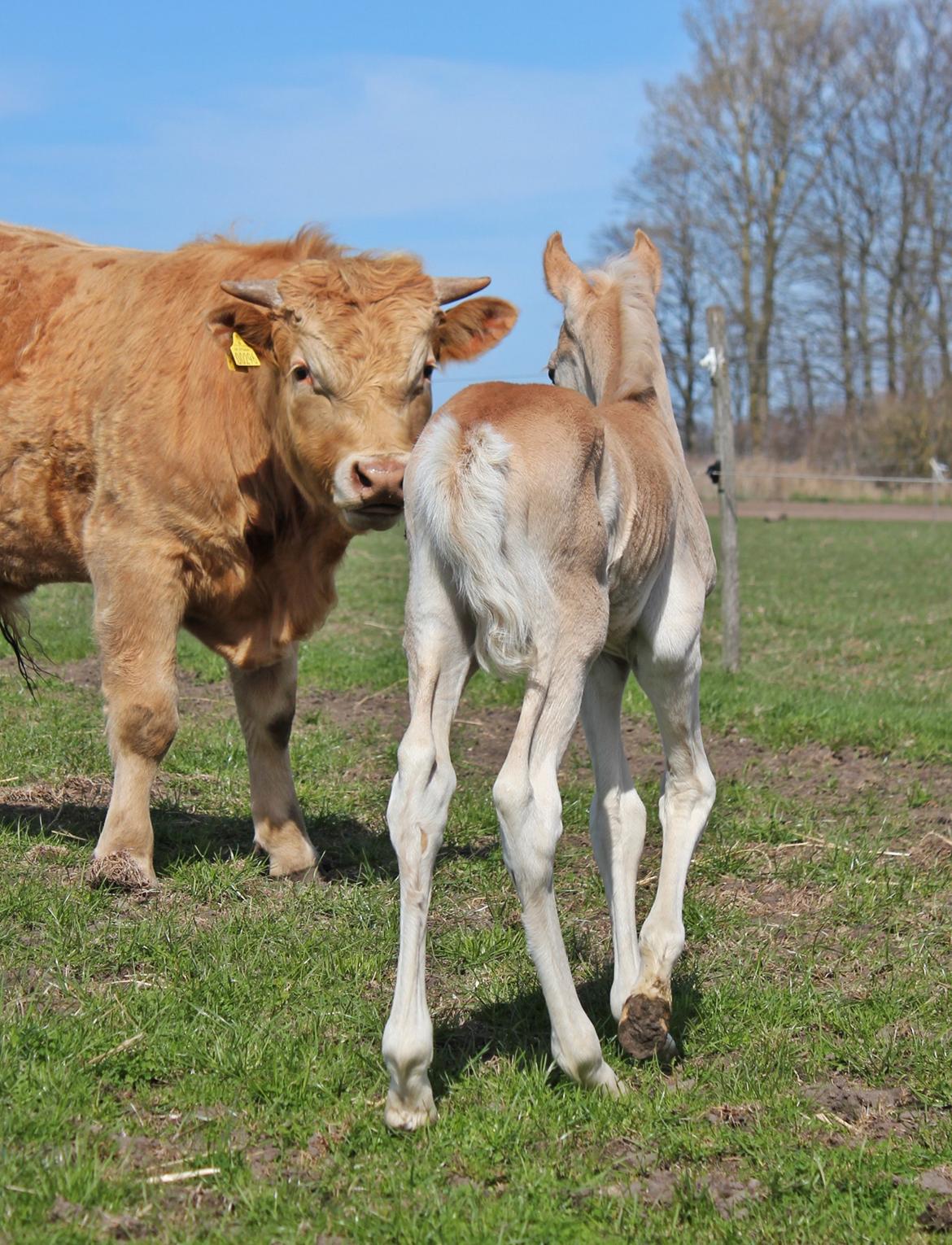 Tyroler Haflinger Watson af Elghuset (Solgt) - Første gang på fold og han's første møde med en tyr  billede 18