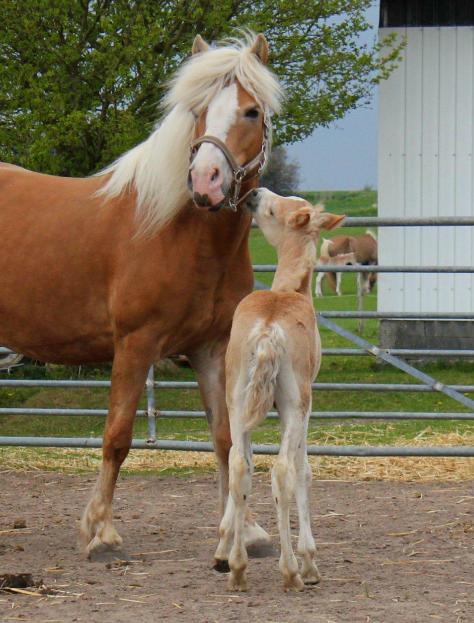 Tyroler Haflinger Watson af Elghuset (Solgt) billede 7